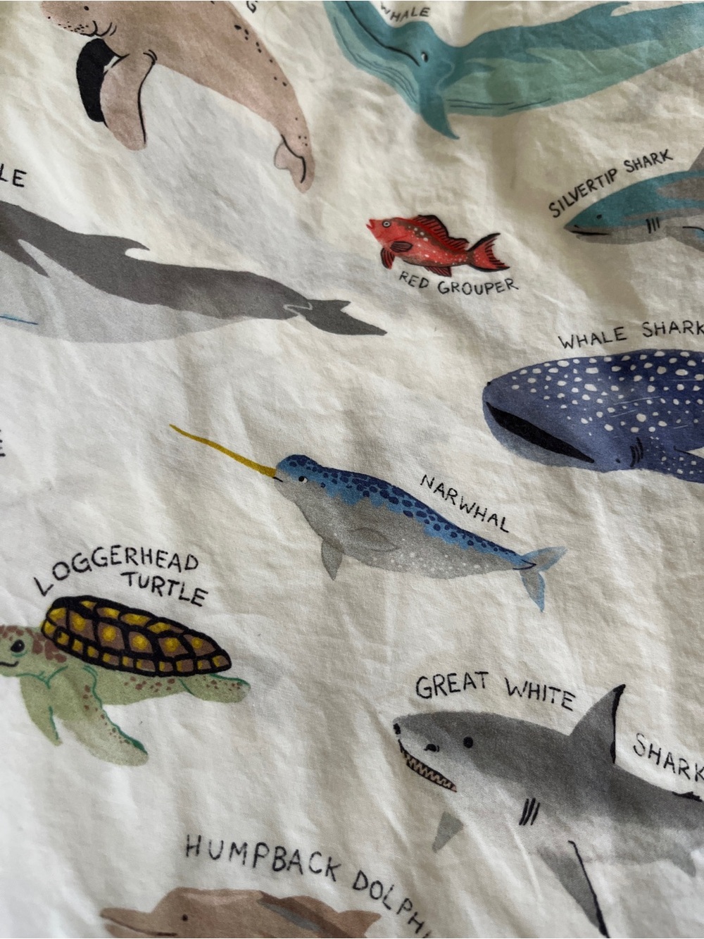 Pottery Barn Kids Twin Organic Cotton Sheet Set – Ocean Animals